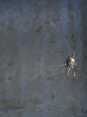 Stegomyia