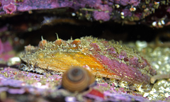 Haliotis walallensis