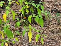 Capsicum annuum glabriusculum