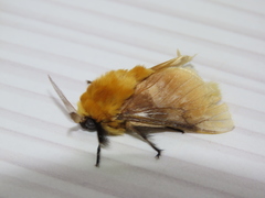 Megalopyge dyari