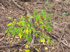 Capsicum annuum glabriusculum