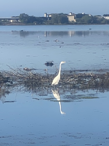 iNaturalist observation photo of Great Egret