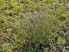 Polygonum equisetiforme
