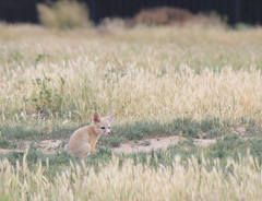 Vulpes macrotis mutica