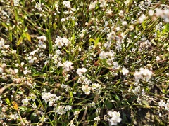 Polygonum equisetiforme