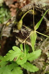 Stellaria fenzlii