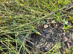 Polygonum equisetiforme