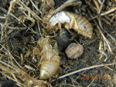 Cicadatra platyptera