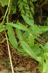 Stellaria fenzlii