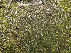 Polygonum equisetiforme
