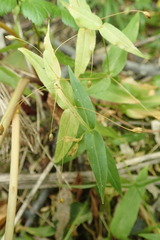 Stellaria fenzlii