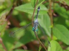 Micrathyria pseudeximia