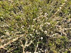 Polygonum equisetiforme
