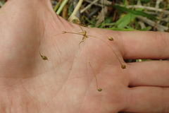 Stellaria fenzlii