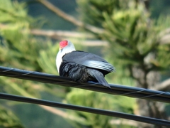 Alectroenas pulcherrimus