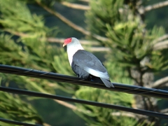 Alectroenas pulcherrimus