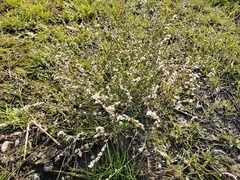 Polygonum equisetiforme