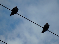 Alectroenas pulcherrimus