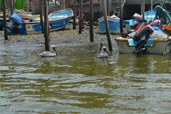 Pelecanus occidentalis