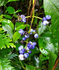 Palicourea brachiata