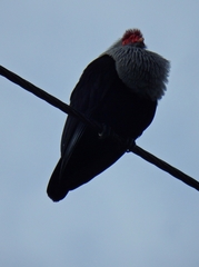 Alectroenas pulcherrimus