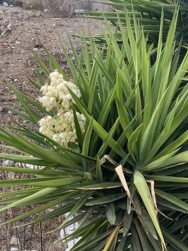 Yucca image