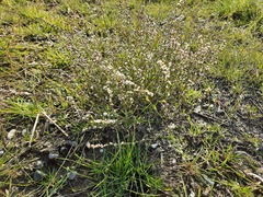 Polygonum equisetiforme