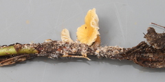 Lactifluus multiceps