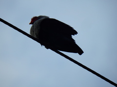 Alectroenas pulcherrimus