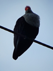 Alectroenas pulcherrimus