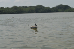Pelecanus occidentalis