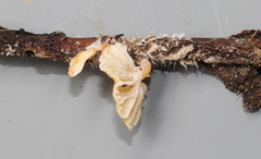 Lactifluus multiceps