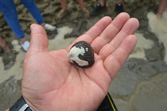 Larkinia grandis