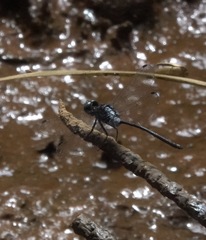 Pornothemis starrei