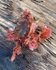 Callophyllis flabellulata