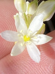 Ornithogalum schlechterianum