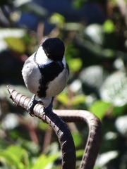 Parus cinereus