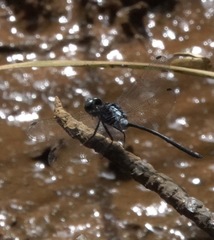 Pornothemis starrei