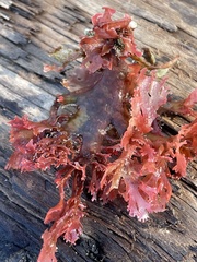 Callophyllis flabellulata