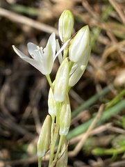 Ornithogalum schlechterianum