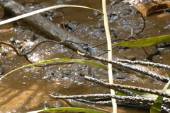 Pornothemis starrei