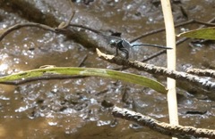 Pornothemis starrei