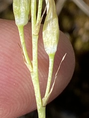 Ornithogalum schlechterianum