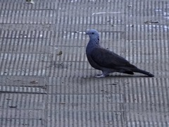 Columba elphinstonii