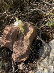 Ornithogalum schlechterianum
