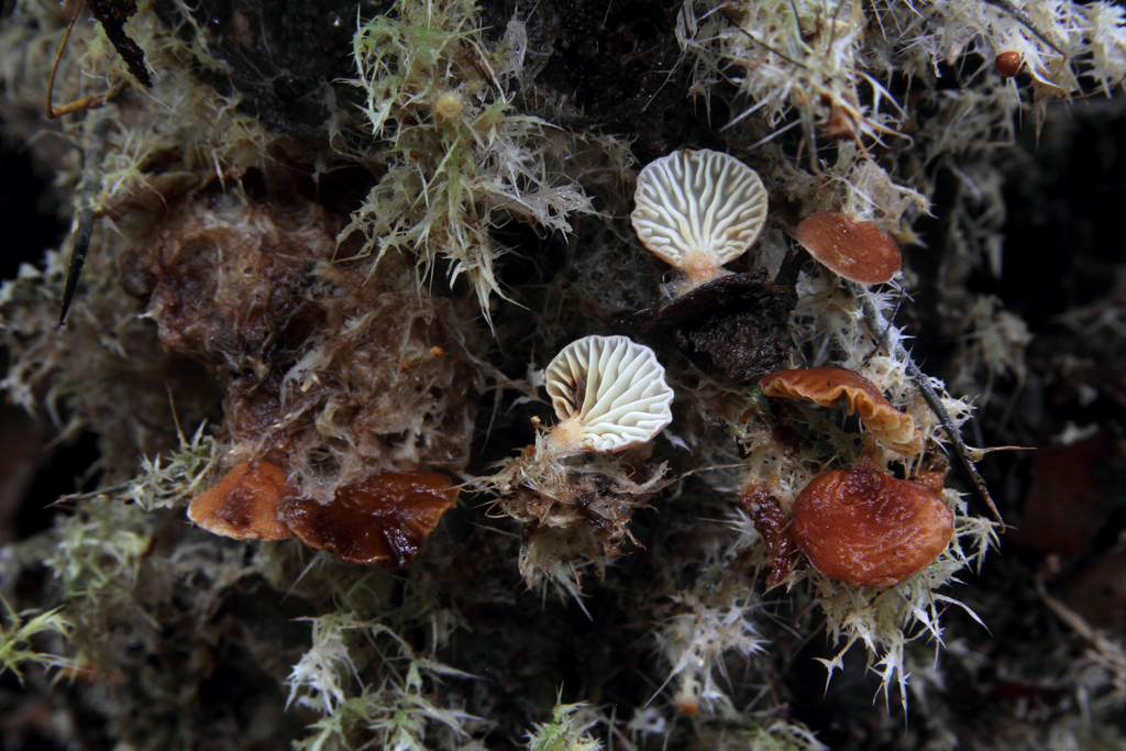 Lactifluus brunellus