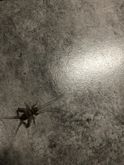 Gryllodes sigillatus