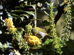 Zosterops palpebrosus