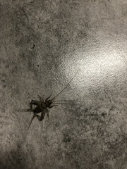 Gryllodes sigillatus