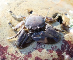 Petrolisthes manimaculis